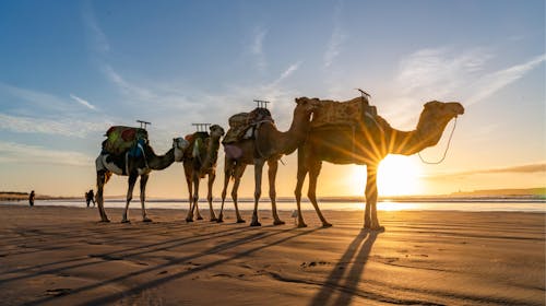 Poletni oddih v Maroku, Agadir, Maroko - 1599 EUR - 7x nočitev v hotelu za 2 odrasli osebi, Zajtrk
