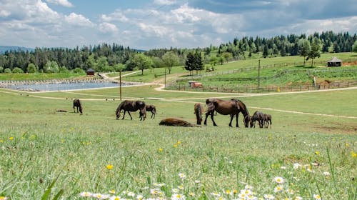Turistično naselje Ajdinovići SRCA - Hotel Central in Lux apartmaji - Majski vikend oddih v dvoje, Olovo, Bosna in Hercegovina - 342 EUR - 2x nočitev v hotelu Central v dvoposteljni sobi ali v Lux apartmaju za 2 osebi, All inclusive