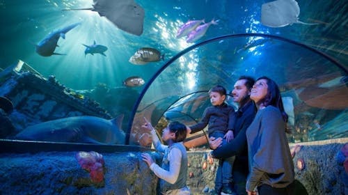 Gardaland Park - Sea life Aquarium   , Castelnuovo del Garda, Italija - 9 EUR - 1x vstopnica za Sea life Aquarium za osebe nad 90 cm, Brezplačen vstop za otroke, ki so nižji od 90 cm