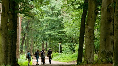 Forest Apartments Videc - Poletni wellness oddih na Pohorju med tednom za 10 oseb, Pohorje, Slovenija - 379 EUR - 2x nočitev v dvosobnem apartmaju z balkonom za 10 oseb, Neomejeno uporabo WellNest notranjega bazena od 12. do 20. ure
