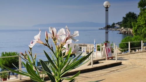 Hotel Park - First minute pomlad in jesen v Lovranu, Lovran, Hrvaška - 222 EUR - 2x nočitev v dvoposteljni sobi morska stran za 2 osebi (1. otrok do 13,99 let in 2. otrok do 2,99 let bivata brezplačno), Polpenzion (zajtrk in večerja)
