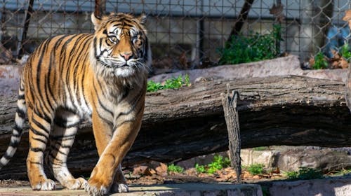 Zaključek šole v Barceloni - Zoo Barcelona, Barcelona, Španija - 1399 EUR - 3x nočitev v apartmaju ali hotelu za 2 odrasli osebi in 1 otroka do 11,99 let, 3x povratna letalska karta Ljubljana - Barcelona - Ljubljana