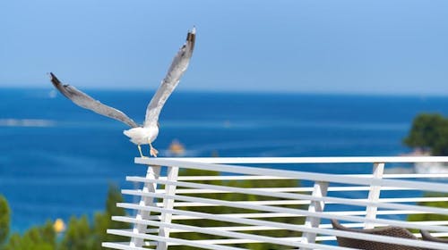 Hotel Albatros Plava Laguna - All inclusive poletje v Poreču, Poreč, Istra, Hrvaška - 1339 EUR - 5x nočitev v dvoposteljni Economy sobi za 2 osebi, All inclusive