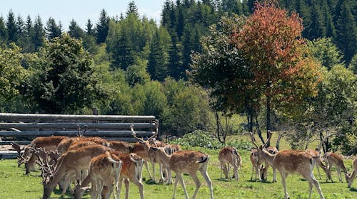 Turistično naselje Ajdinovići SRCA - Hotel Horizont in Depadansa - Poletni vikend oddih v dvoje, Olovo, Bosna in Hercegovina - 255,50 EUR - 2x nočitev v hotelu Horizont ali Depadansi v dvoposteljni sobi za 2 osebe, All inclusive
